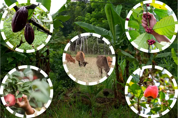 Leia mais sobre o artigo Agrofloresta: Um Caminho Sustentável para a Produção Agrícola