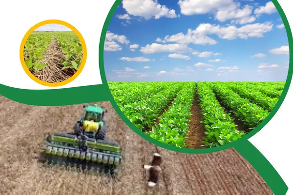 Leia mais sobre o artigo Plantio Direto: A Revolução Sustentável na Agricultura