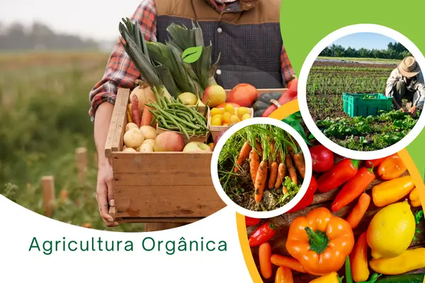 Leia mais sobre o artigo Agricultura Orgânica: O Futuro Sustentável do Cultivo de Alimentos