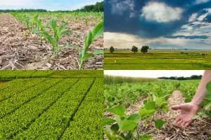 Agricultura Regenerativa
