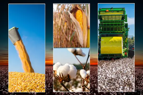 Leia mais sobre o artigo Colheita de Milho e Algodão em Mato Grosso: Produção em Alta e Tecnologia como Aliada na Safra 2024/2025