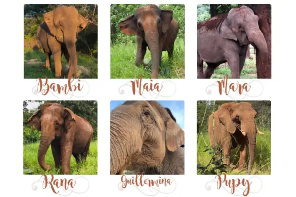 Leia mais sobre o artigo Santuário de Elefantes Brasil: Uma Nova Chance para Gigantes Esquecidos